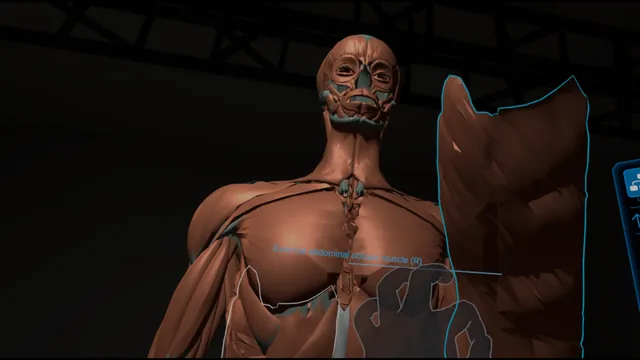A muscular anatomy model with an individually selected abdominal muscle.